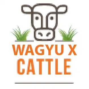 Wagyu Cross Cattle